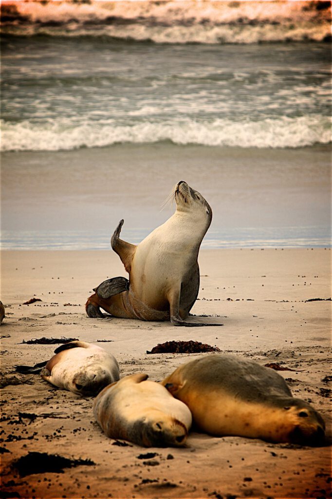 contact us | seals- Pexels via Pixabay