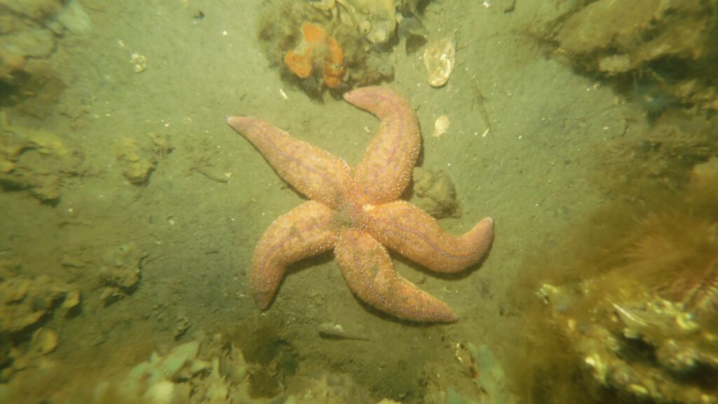 Starfish | Diving-guru.com| © diving-guru.com